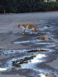 cat-puddle
