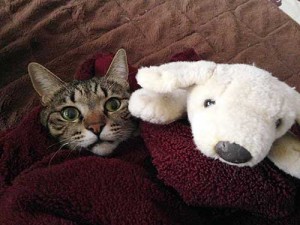 blanket-cat01
