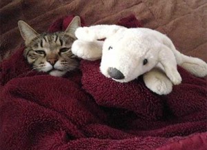 blanket-cat03