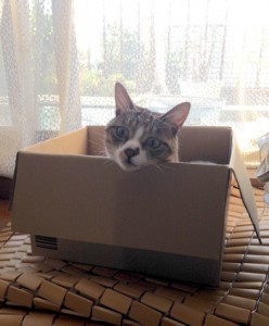 box_cat01