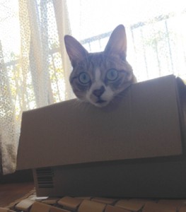 box_cat02
