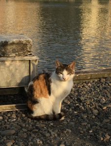 waterside_evening